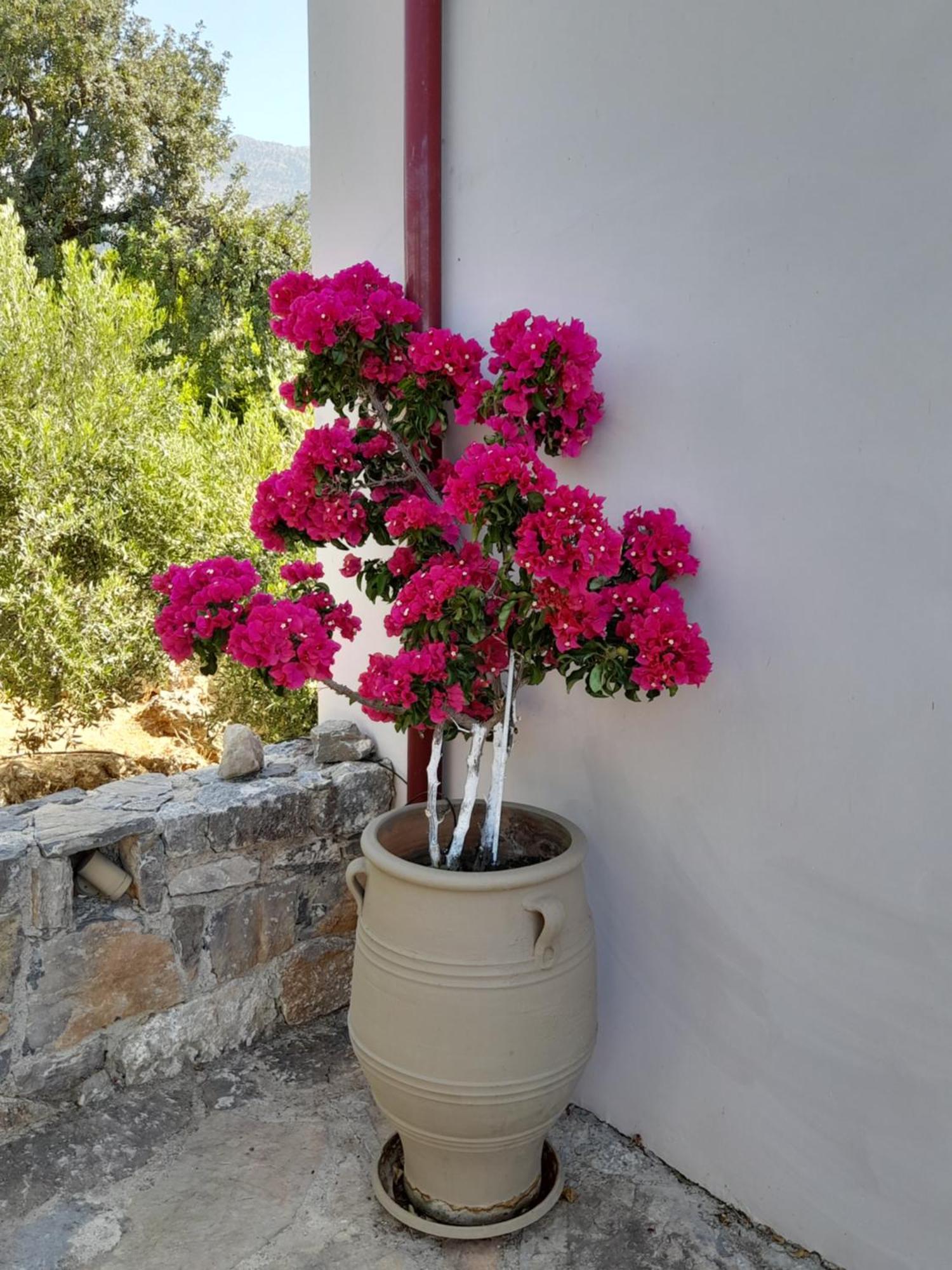 "Villa Kastania" Melidoni, Chania, Crete Exterior photo